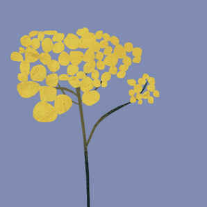 Slaměnka (Helichrysum) esenciální olej